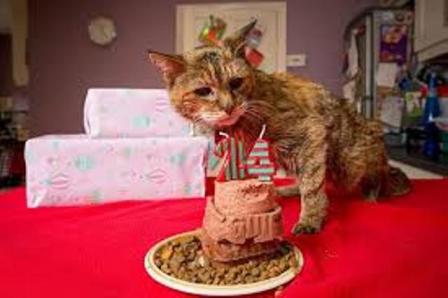 poppy-cat-eating-cake