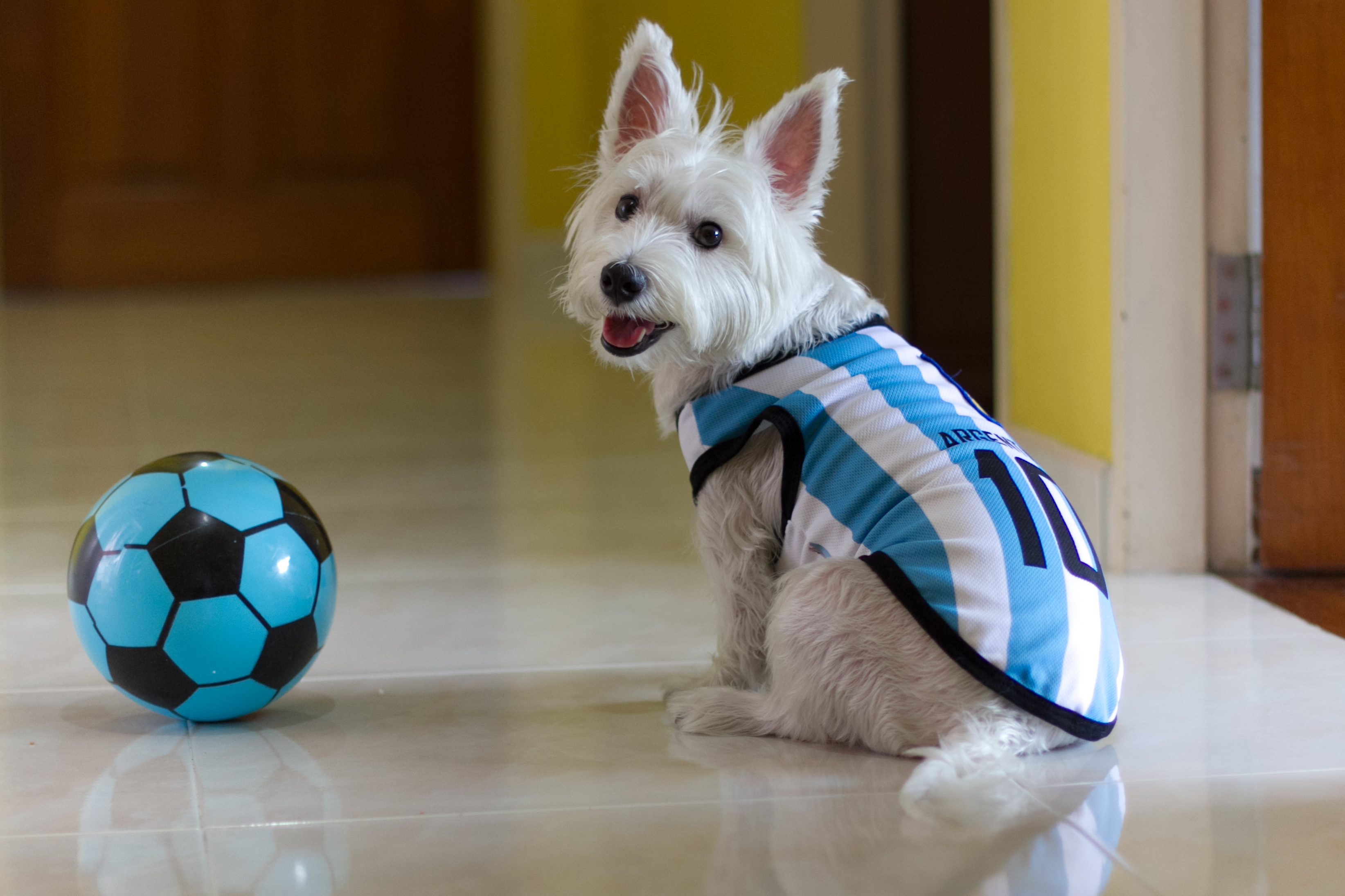 soccer jerseys for dogs