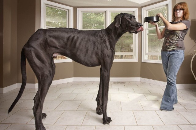 very large dog breeds pictures and names