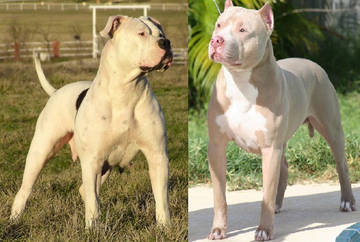 Bulldog Vs Pitbull The Key Differences