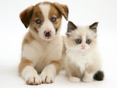 Cat 12 Beautiful Little Puppy Sweet Cute Animal Poster Kitty Beautiful Picture 