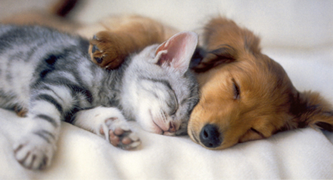 Image result for cute puppy with kitten
