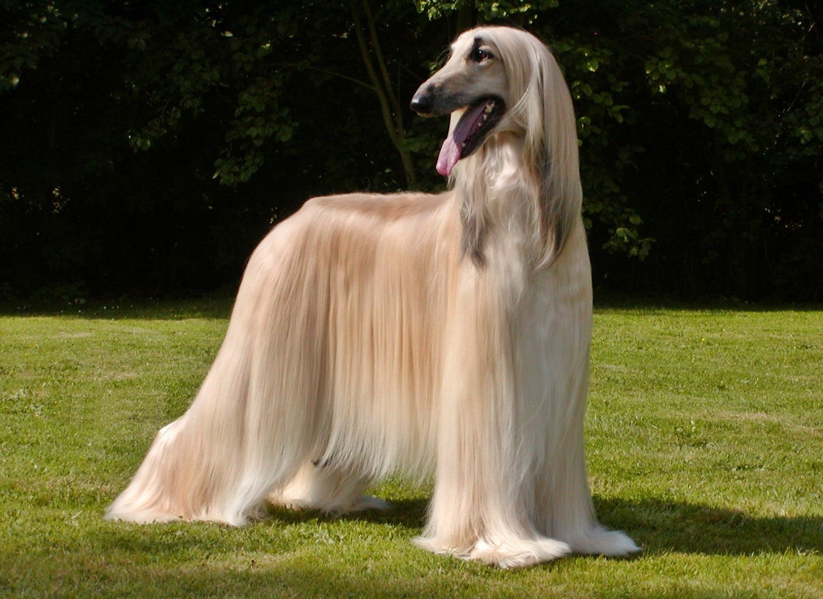long dog breed names