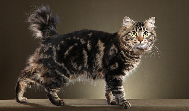 Cat Breeds With Short Tails Pictures