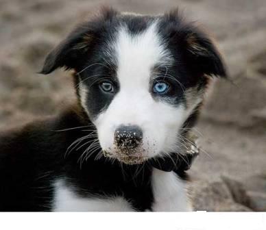 blue dog breed