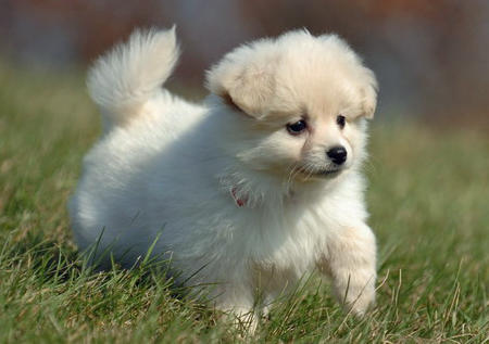 Cute Pomeranian Playing in the Grass