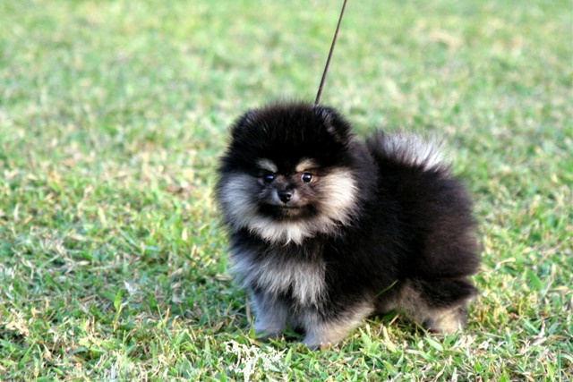 Black Pomeranian Ready for Photography