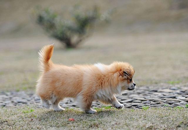 -Cute Pomeranian Going to Home