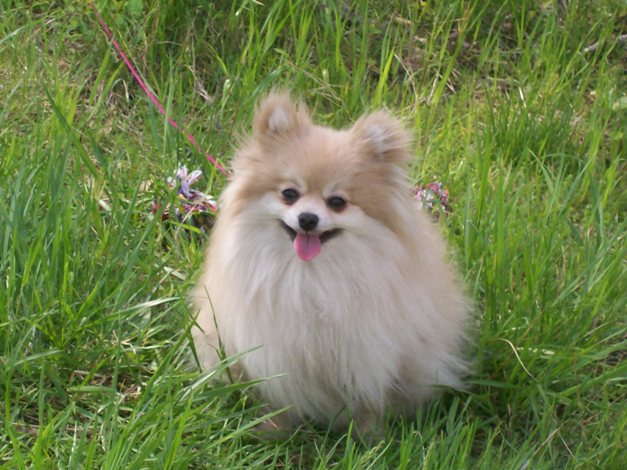 Cute Pomeranian sitting on a Grass