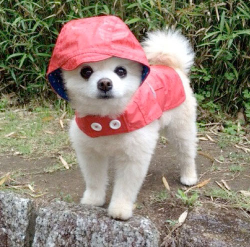 Pomeranian puppy wearing a red hat