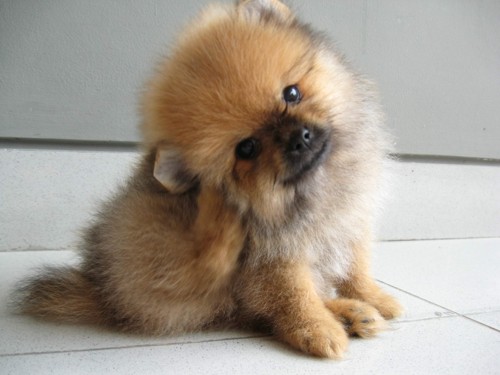 Happy Pomeranian puppy