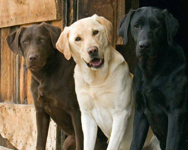 the best dog breeds to own