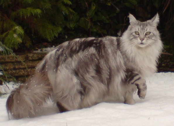 Cat Breeds With Fluffy Tails - Pictures of Bushy Tailed Cats