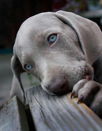 Dogs Breeds With Blue Eyes List With Pictures