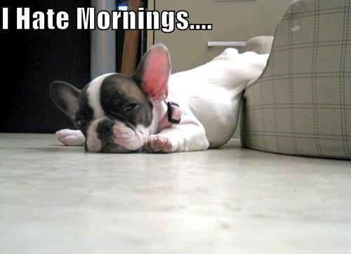 this funny dog hates morning