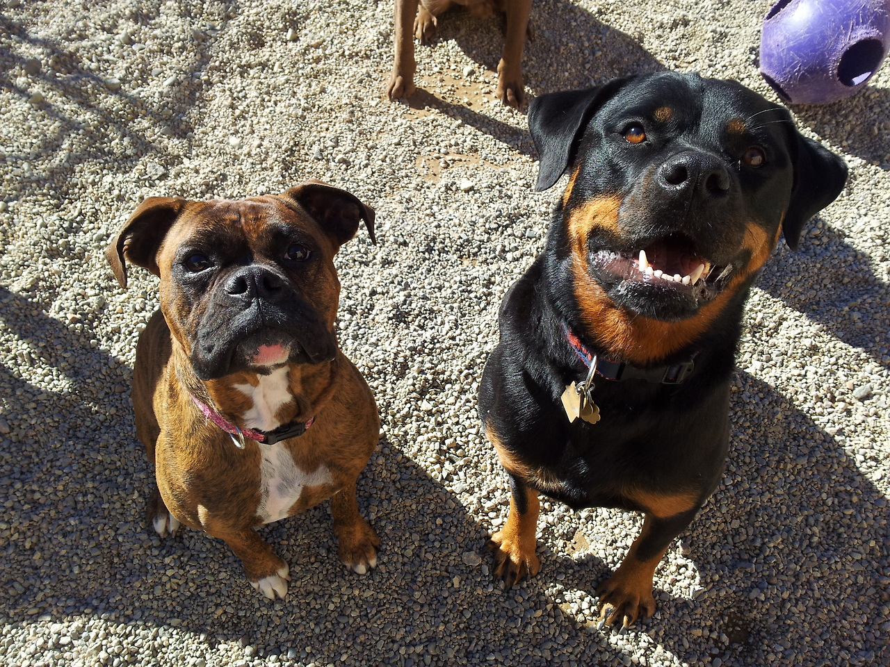 do boxer and rottweiler get along?