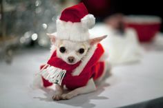 Chihuahua in Santa dress