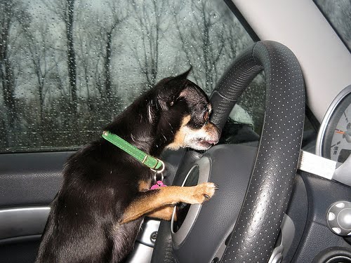 Chihuahua driving a car<