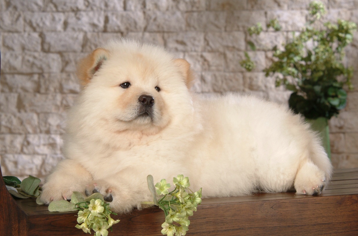 Chow Chow Puppies image