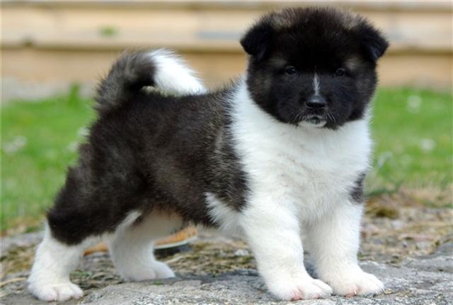 Akita Dog Breed Pictures and Puppy Images | Pets World