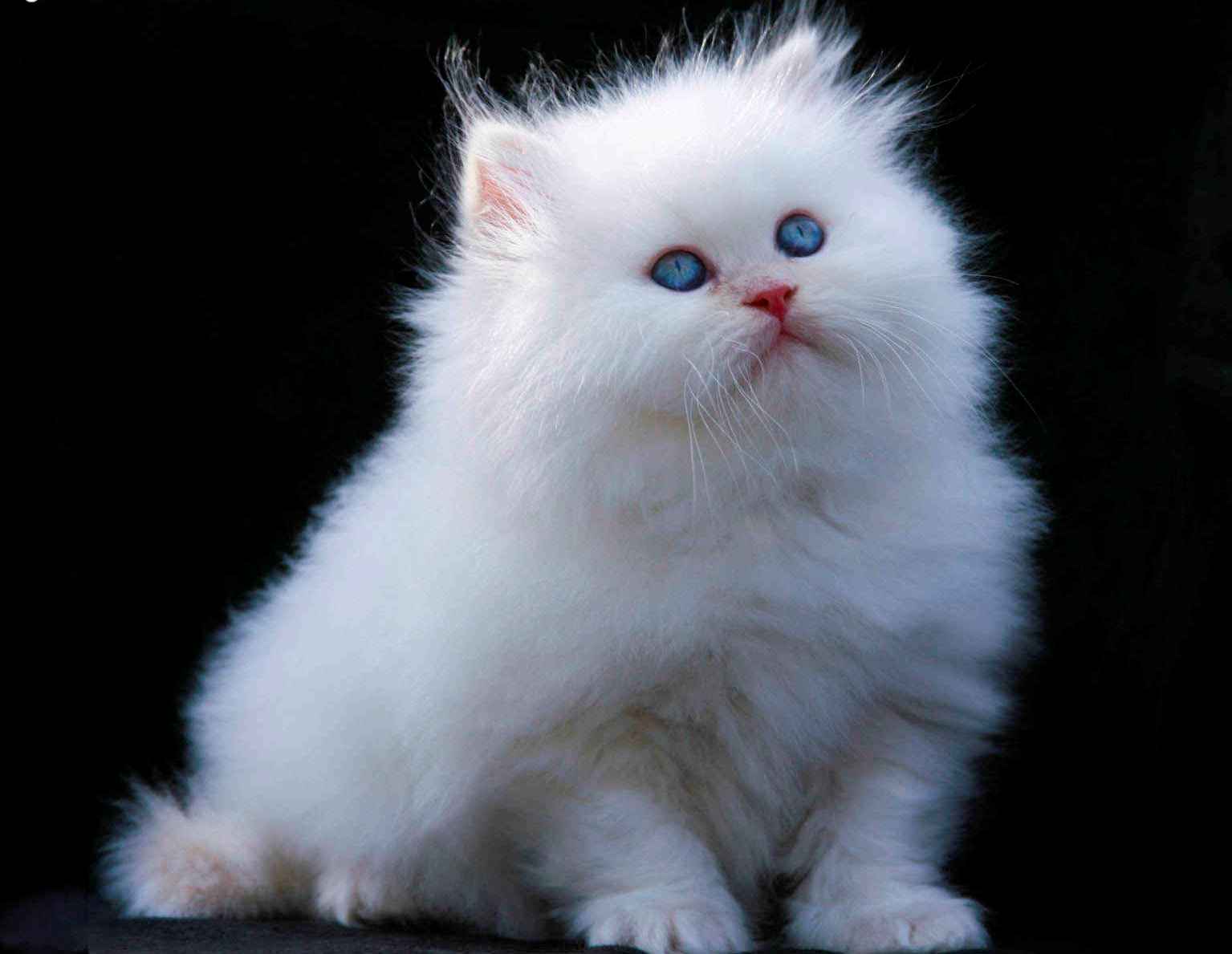 List of White Cat Breeds With Pictures