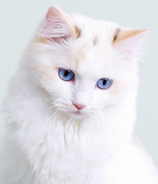 fuzzy white cat