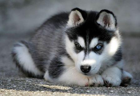 cute dog breeds with names and pictures