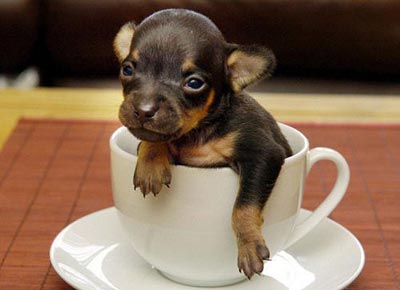 What is the average weight of a teacup Chihuahua?
