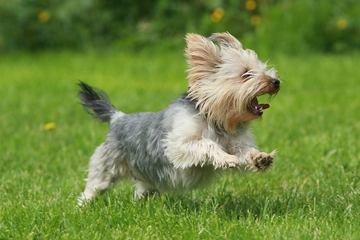 Yorkie puppy running in the field