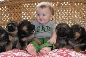 German Shepherd Puppies with Baby