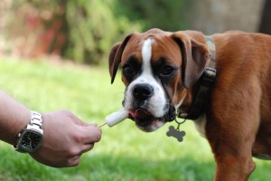 Boxer Puppy Eating Ice-Cream