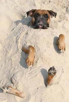 Boxer enjoying sunshine in beach