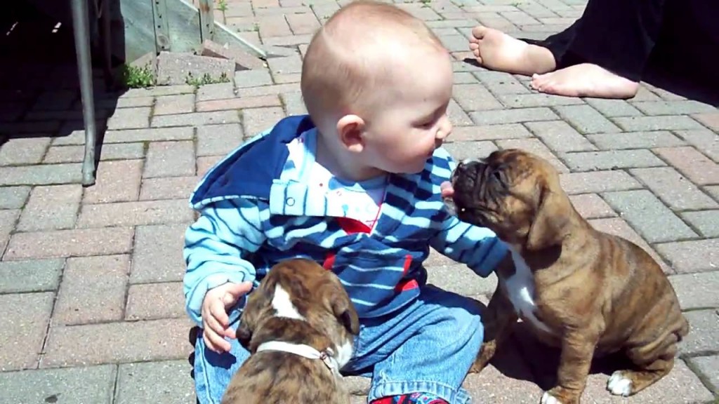 Boxer Puppy playing with Baby
