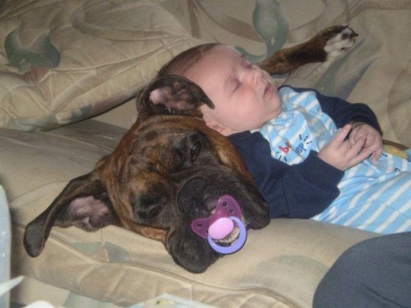 Boxer sleeping with cute baby