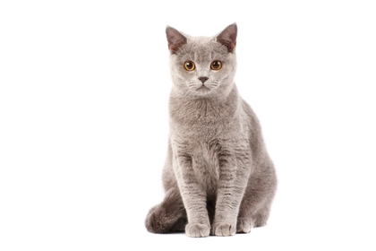 How Long Do Cats Live? What is the Life Span of Popular Cat Breeds?