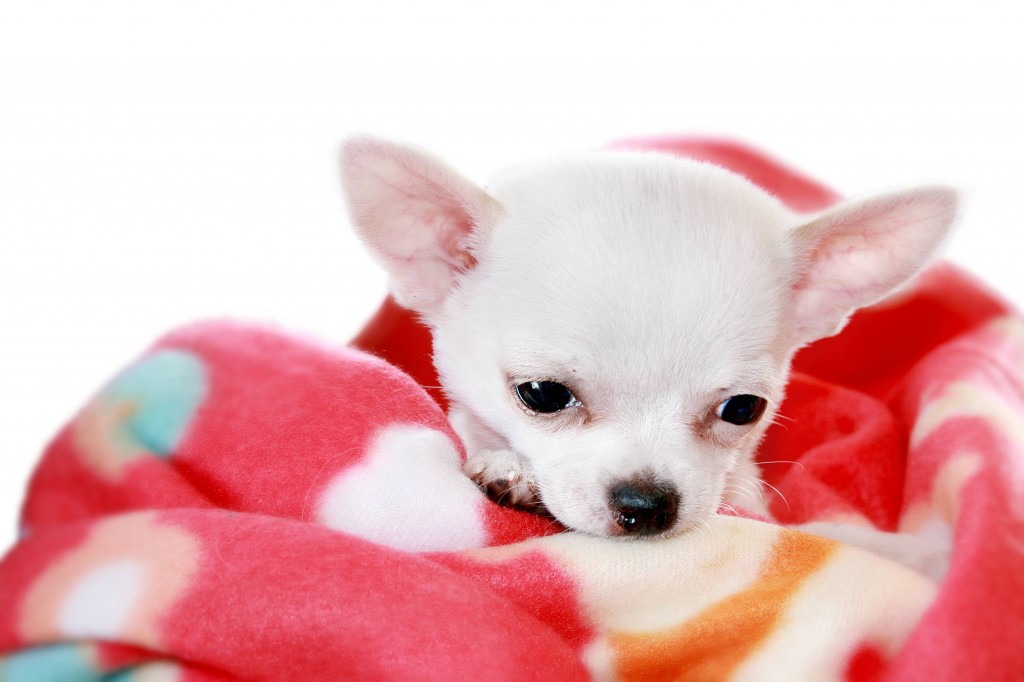 chihuahua wrapped in 'hearts' (blanket)
