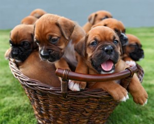 Cute Boxer Puppies in basket