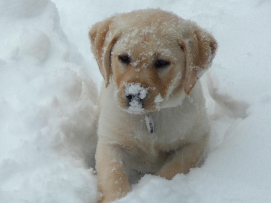 Cute Boxer Puppy in Snow