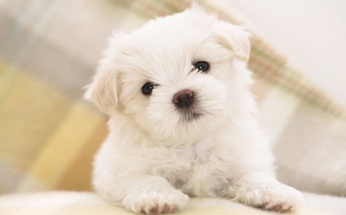 Cutest Puppies In The World Pictures