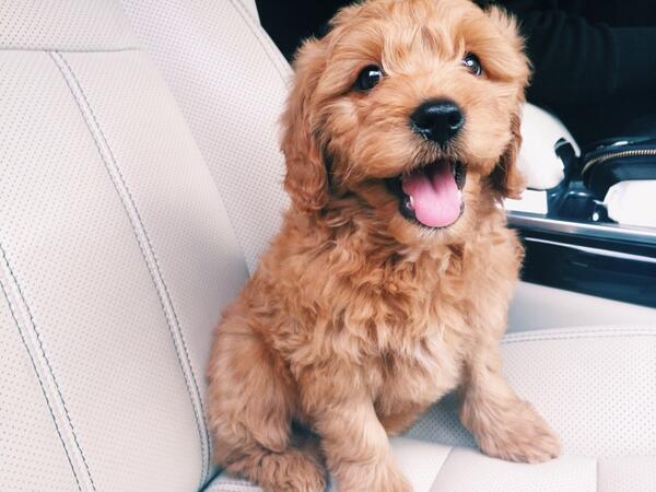 Cute puppy Ready for Driving