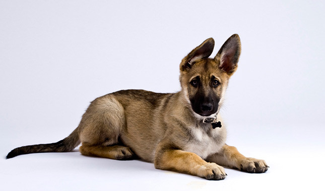 champagne german shepherd puppies for sale