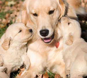 Golden retriever puppies with Mom