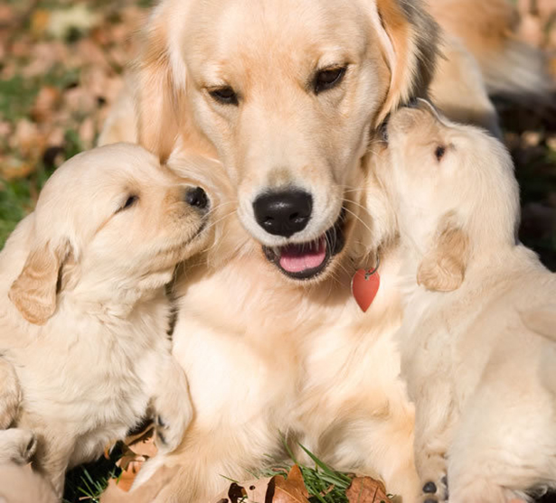 Golden Retriever Puppies Pictures - Cute and Adorable ...