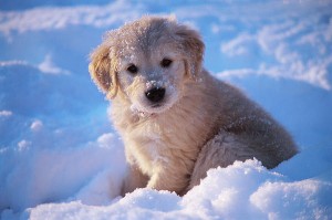 Golden retriever puppy in snow