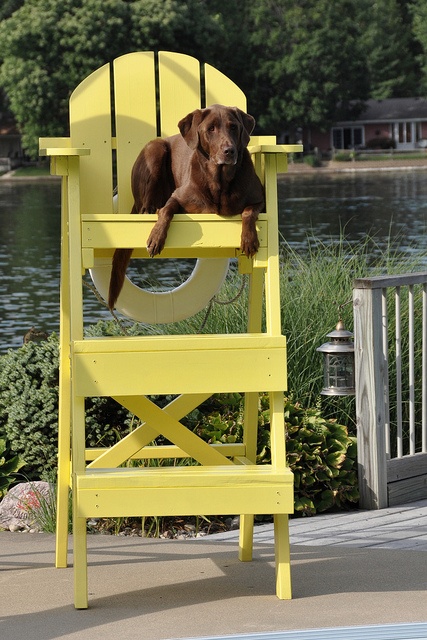 Labrador in  yellow chair