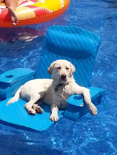 Labradors in swimming pool