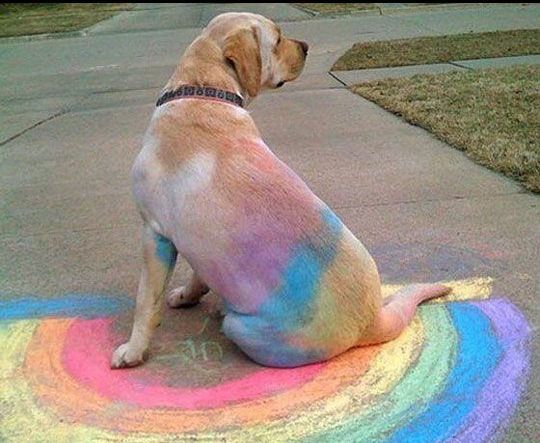 Labradors playing with colors