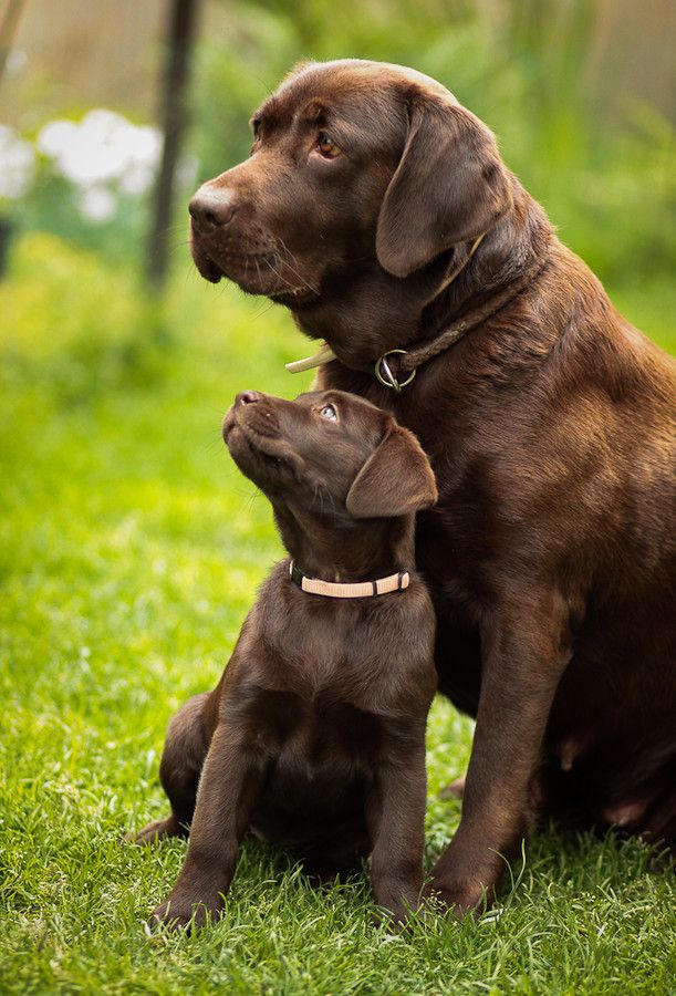 Labradors with cute puppy