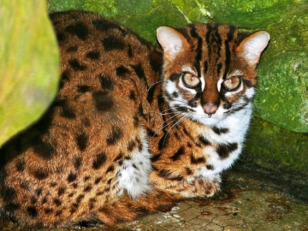 leopard cat