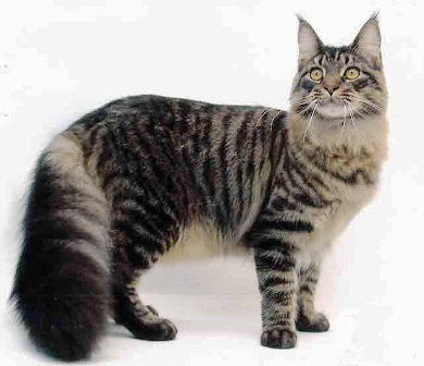 maine coons